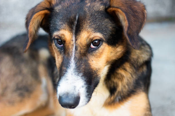 istock Dog, best friend 1016836370