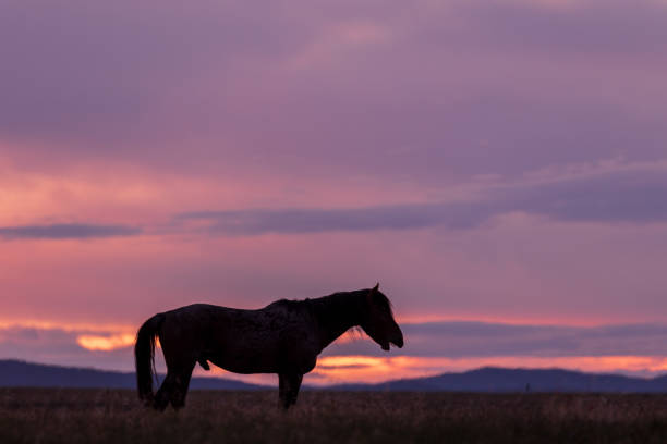 istock Wild Horse Silhouetted at Sunset 1016847428