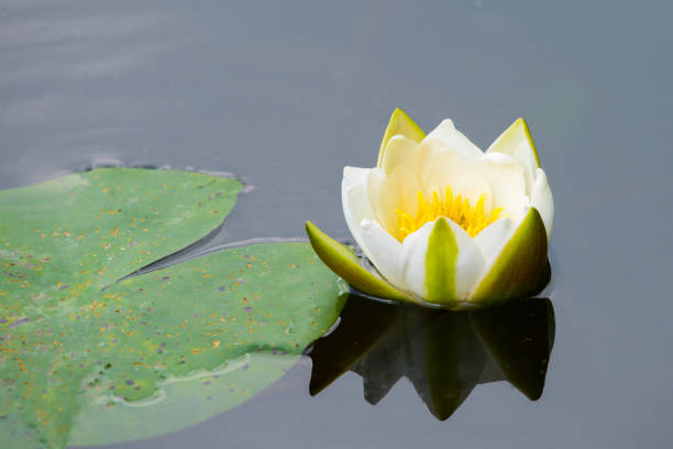istock water white lily reflecting in water 1016859172