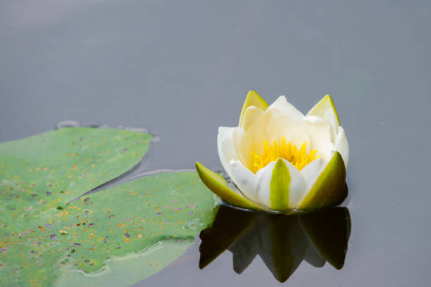 istock water white lily reflecting in water 1016859188