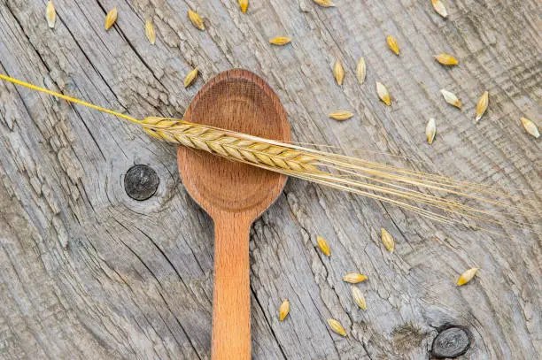 barley grains in wooden spoon on old wooden background.