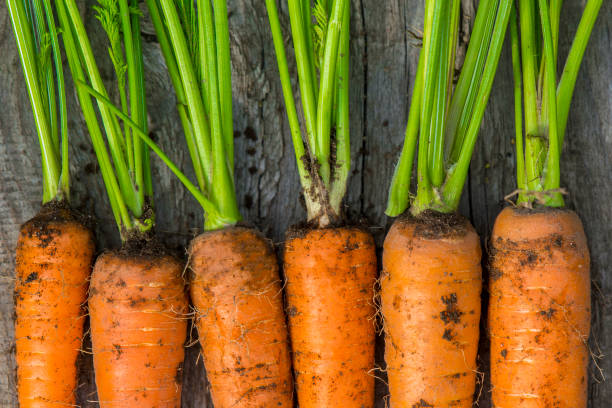 istock raw fresh carrots with tails on old wooden background, top view 1016864638