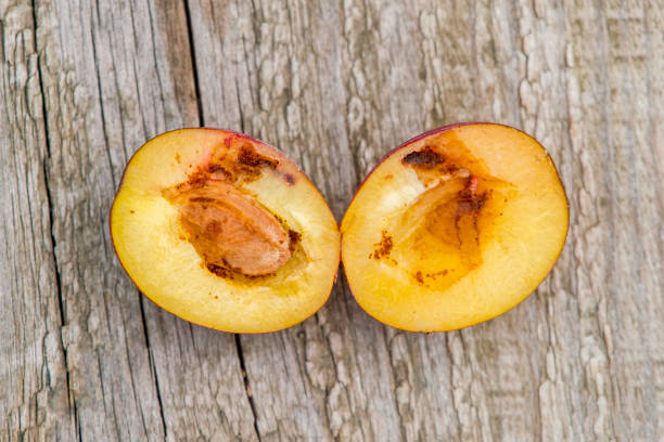 istock ripe and scalloped plums on old wooden background 1016869906