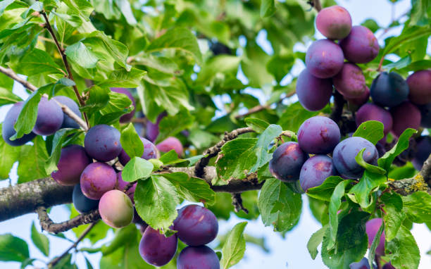 Fresh ripe blue plums on tree in summer garden Fresh ripe blue plums on tree in summer garden plum stock pictures, royalty-free photos & images