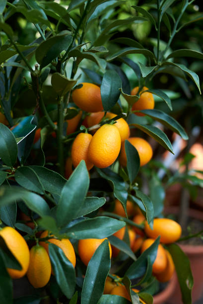 istock Kumquats with fruits 1016882568