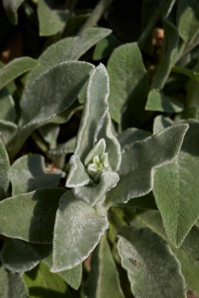 istock Stachys byzantina plant 1016882572