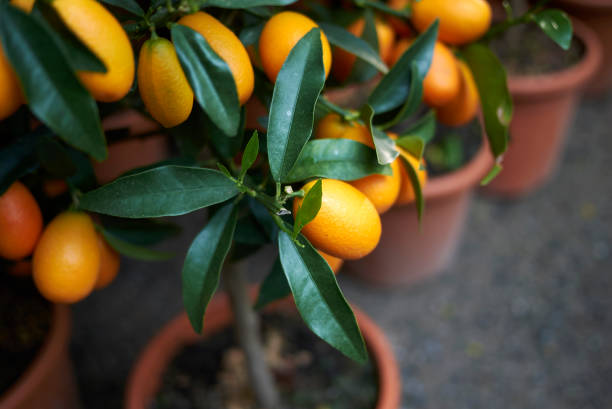 istock Kumquats with fruits 1016884654