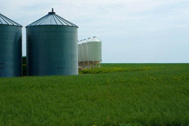 istock Grain silos and a green field 1016887840