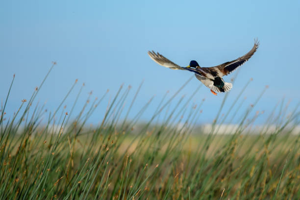 istock Flying male duck above grass 1016890084