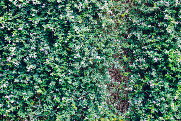 istock Green ivy leaves wall background 1016892508