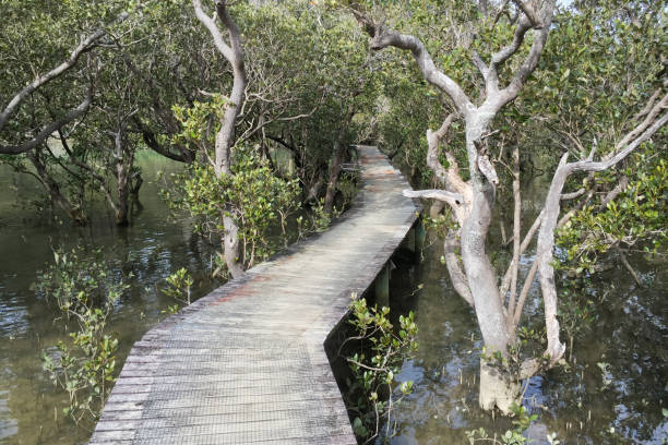 istock Wooden boardwalk thru the swamp 1016892536