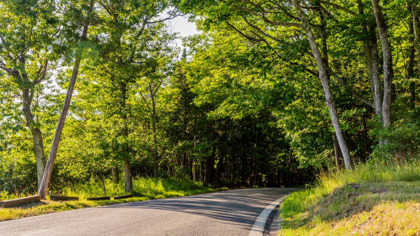 istock Tunnel of Trees Road 1016892780