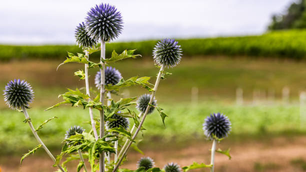 istock Globe Thistle in Northern Michigan 1016893018
