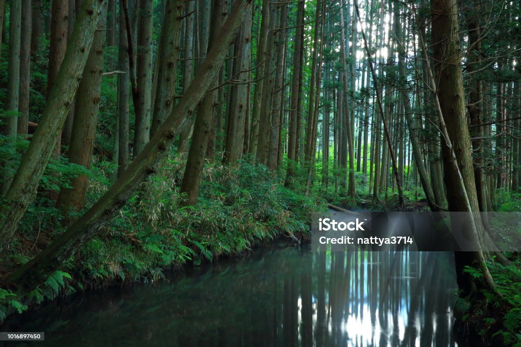 Río de Ushiwatari en el verano - Foto de stock de Agua libre de derechos