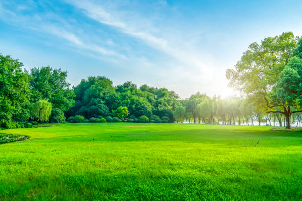 istock Green green forest in the park 1016900014