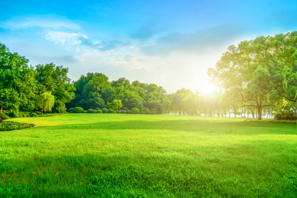 istock Green green forest in the park 1016900022