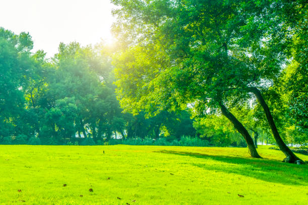 istock Green green forest in the park 1016902356