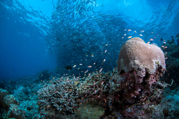 istock Coral Reef underwater scene 1016902734