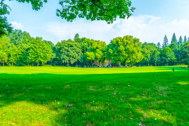 istock Green green forest in the park 1016904774