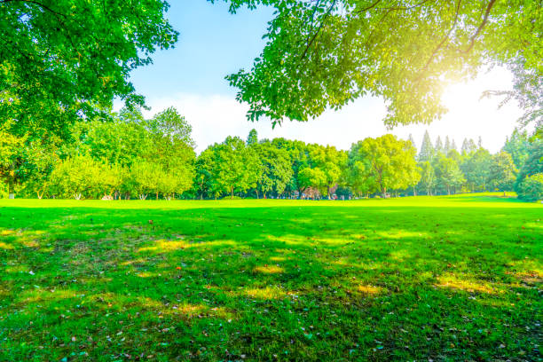 istock Green green forest in the park 1016906920