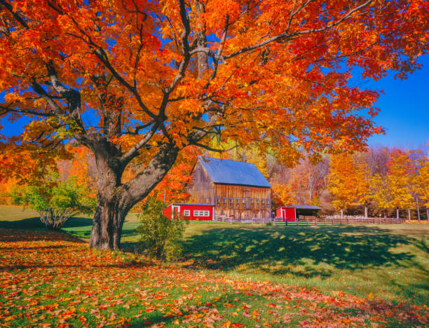 istock Autumn sugar maple with rustic barn, Vermont New England 1016909506