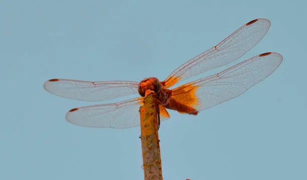 Photo of DragonflyYellow