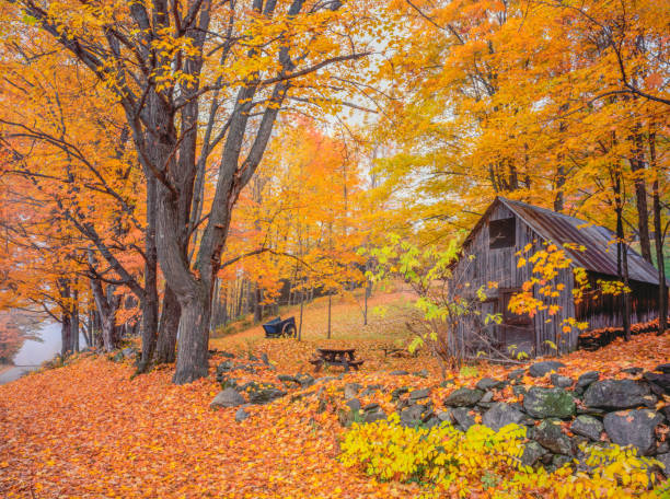 istock Autumn sugar maple with rustic barn, Vermont New England (P) 1016909718