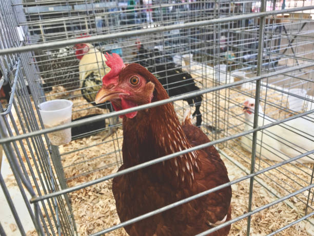 istock Rhode Island Red Chicken Colorado Mesa County Fair Exhibit Animals 1016909820
