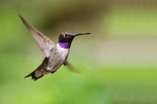 istock Black-Chinned Hummingbird with Throat Aglow While Hovering in Flight 1016912122