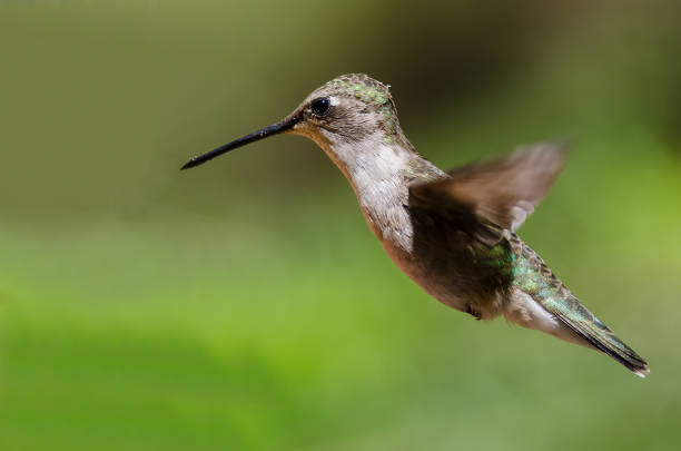 istock Black-Chinned Hummingbird Hovering in Flight Deep in the Forest 1016912126