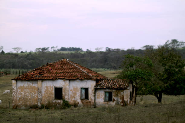 istock The forgotten life in the field 1016912142