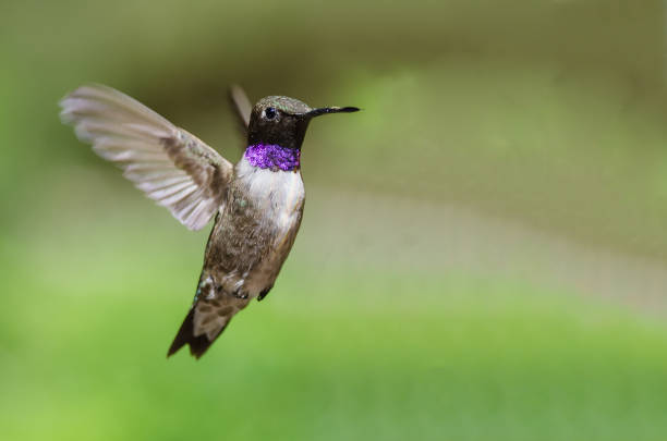 istock Black-Chinned Hummingbird with Throat Aglow While Hovering in Flight 1016912156