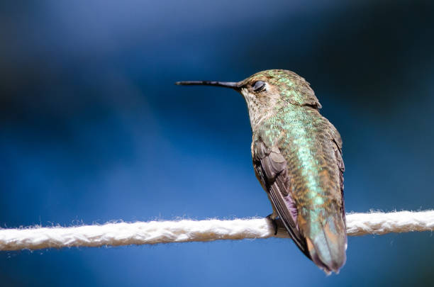 Verschlafene kleine Kolibri thront auf einem Stück weißen Wäscheleine – Foto