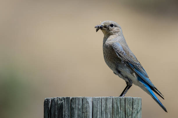 istock Mountain Bluebird Displaying Its Catch While Perched atop a Weathered Wooden Post 1016912232