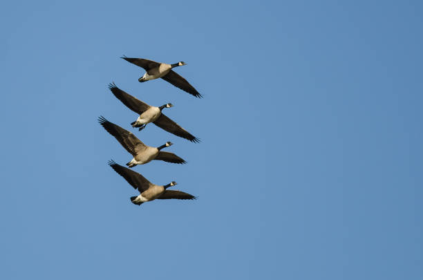 Four Canada Geese Flying in a Blue Sky