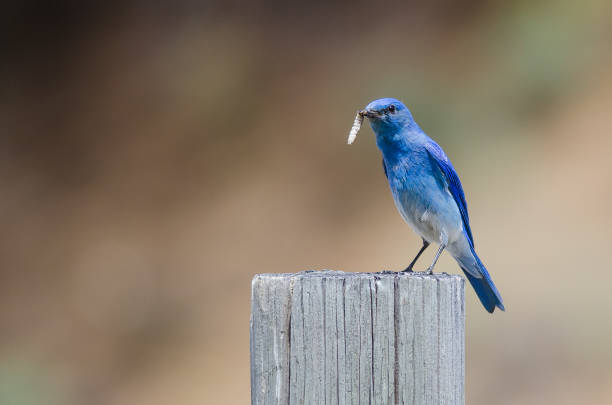 istock Mountain Bluebird Displaying Its Catch While Perched atop a Weathered Wooden Post 1016912242