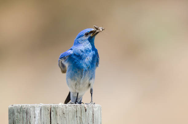 istock Mountain Bluebird Displaying Its Catch While Perched atop a Weathered Wooden Post 1016912248