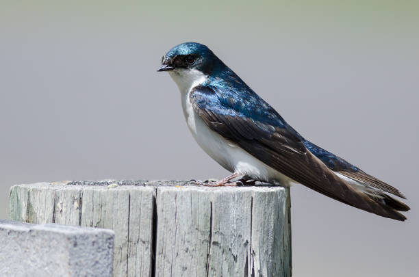istock Spunky Little Tree Swallow Perched atop a Weathered Wooden Post 1016912254