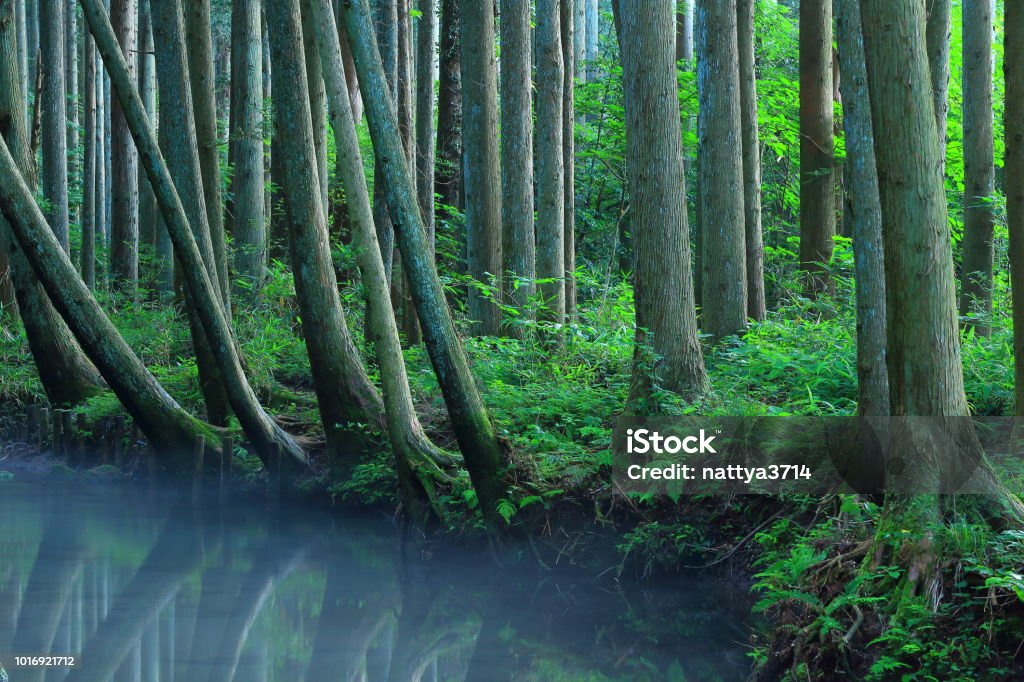 Río de Ushiwatari en el verano - Foto de stock de Agua libre de derechos