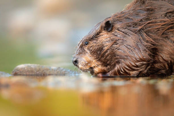 wild beaver at rivers edge drinking water, warm colors - north american beaver fotos imagens e fotografias de stock