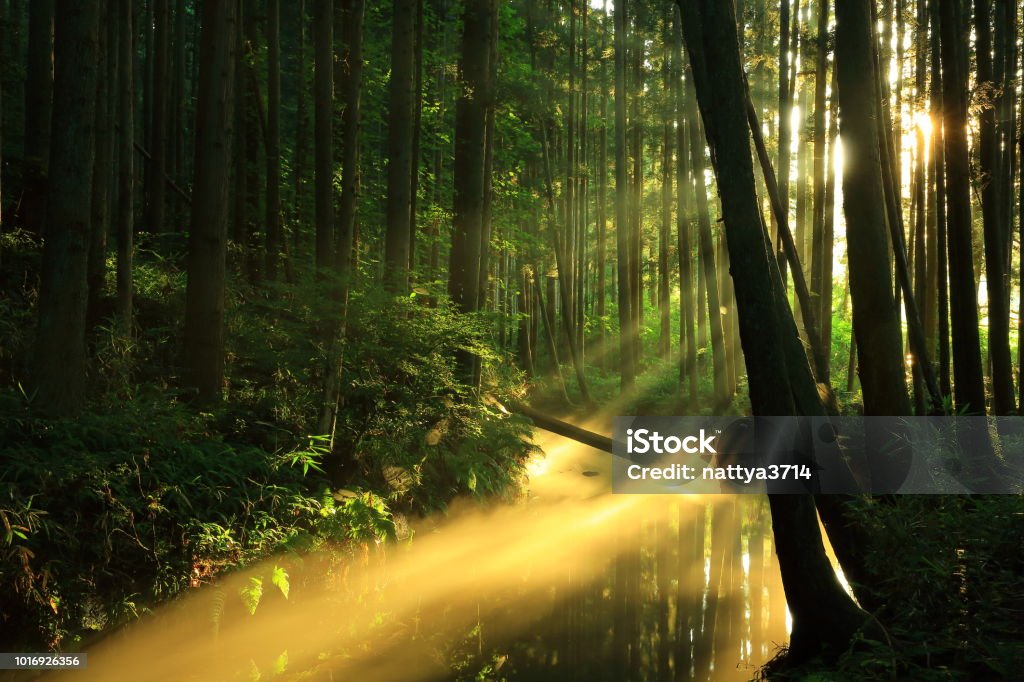 Río de Ushiwatari en el verano - Foto de stock de Agua libre de derechos