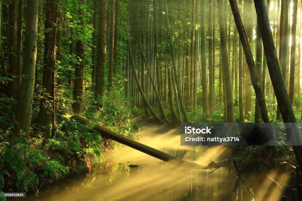 Río de Ushiwatari en el verano - Foto de stock de Agua libre de derechos