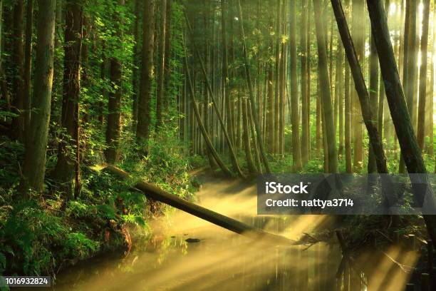 Río De Ushiwatari En El Verano Foto de stock y más banco de imágenes de Agua - Agua, Aire libre, Boscaje