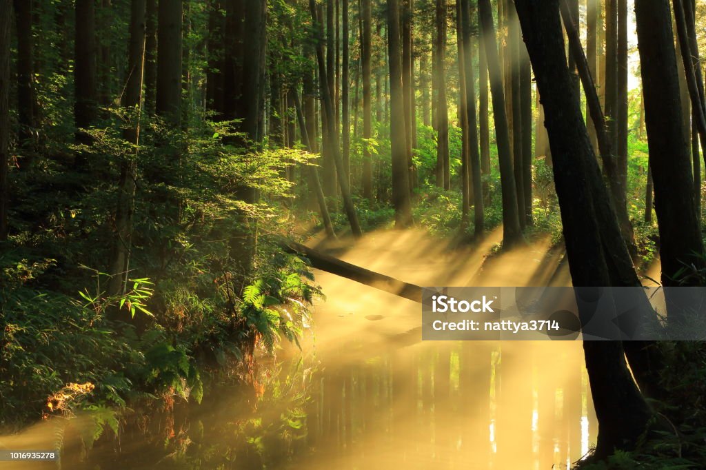 Río de Ushiwatari en el verano - Foto de stock de Agua libre de derechos