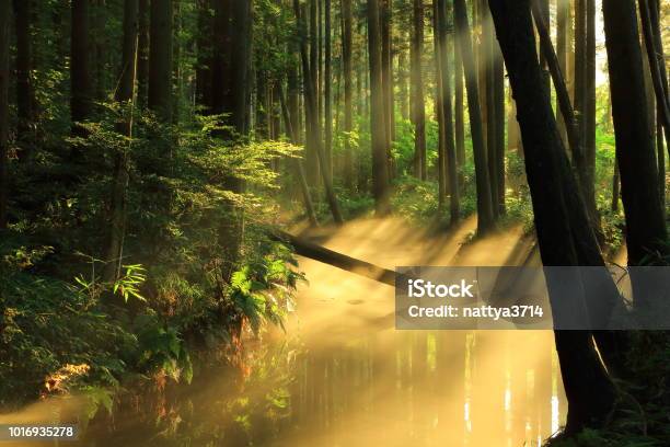 Río De Ushiwatari En El Verano Foto de stock y más banco de imágenes de Agua - Agua, Aire libre, Boscaje