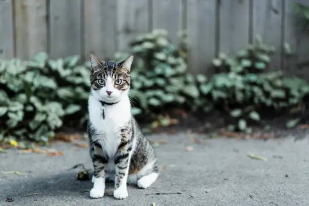 Photo of Serious cat looking at camera