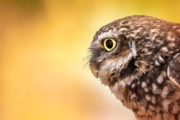 Burrowing Owl with intense gaze, warm colors