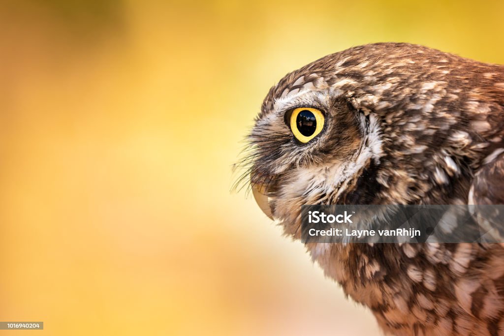Burrowing Owl with intense gaze, warm colors A burrowing owl stares to the left. Right Third, warm colors Burrowing Owl Stock Photo