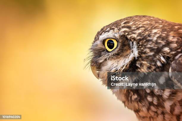 Burrowing Owl With Intense Gaze Warm Colors Stock Photo - Download Image Now - Burrowing Owl, Owl, Pupil - Eye