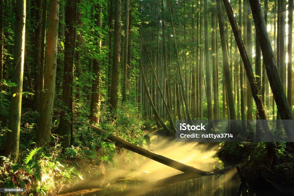 Río de Ushiwatari en el verano - Foto de stock de Agua libre de derechos